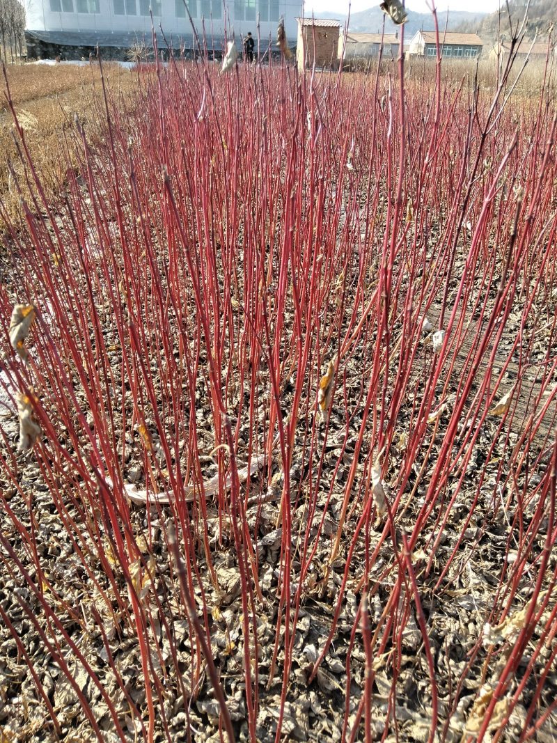 红瑞木床上小苗、红瑞木二年苗、红瑞木大地工程苗
