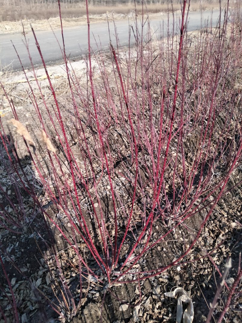 红瑞木床上小苗、红瑞木二年苗、红瑞木大地工程苗