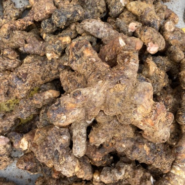 新鲜肇庆本地白肉土茯苓，质量新鲜，规格齐全