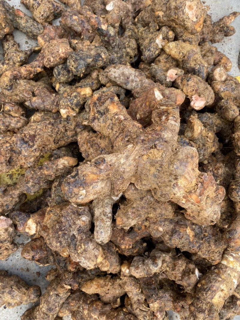 新鲜肇庆本地白肉土茯苓，质量新鲜，规格齐全
