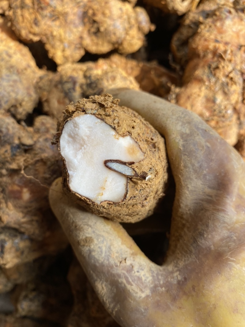 新鲜肇庆本地白肉土茯苓，质量新鲜，规格齐全