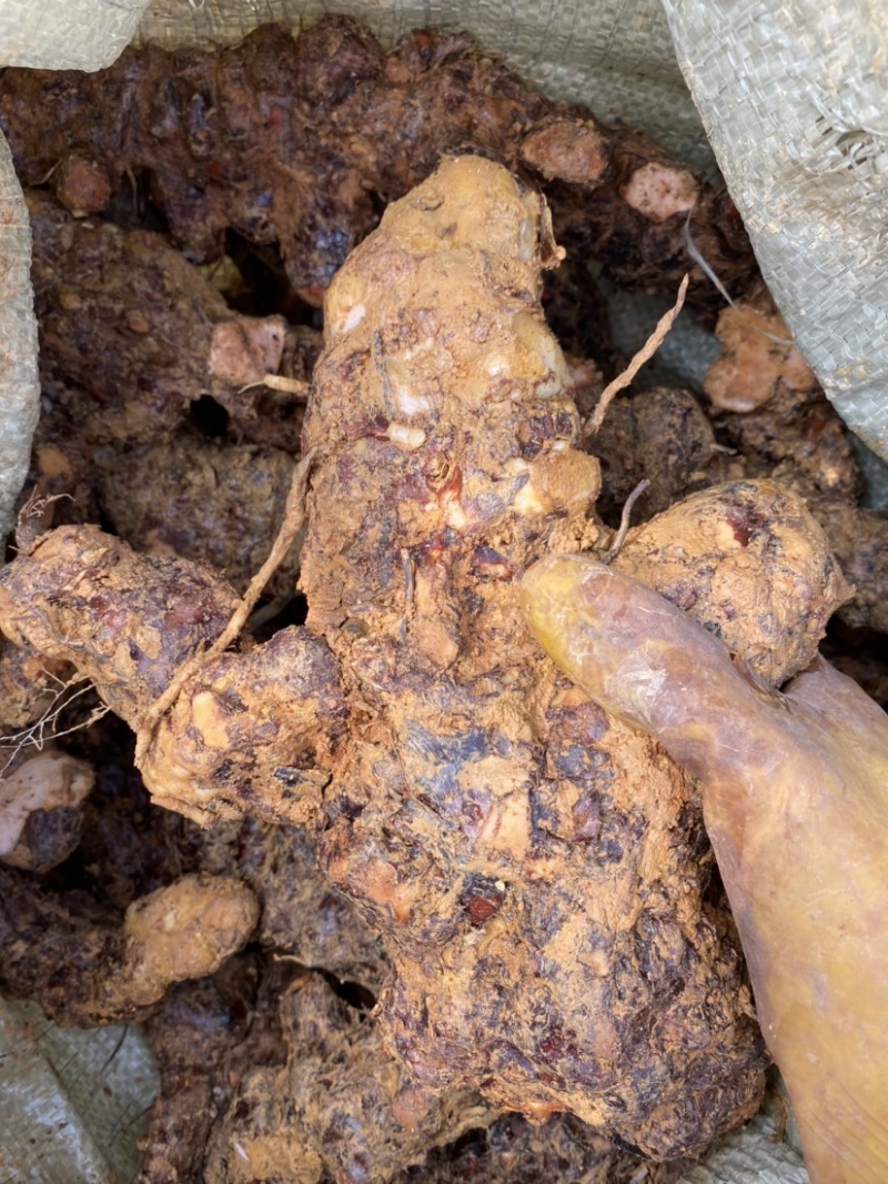 新鲜肇庆本地白肉土茯苓，质量新鲜，规格齐全