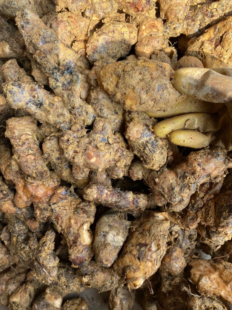 新鲜肇庆本地白肉土茯苓，质量新鲜，规格齐全