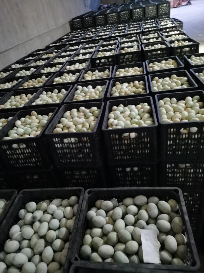 常年大量供应生鲜鸭蛋，旅销，商超特价，线下批发欢迎来电咨