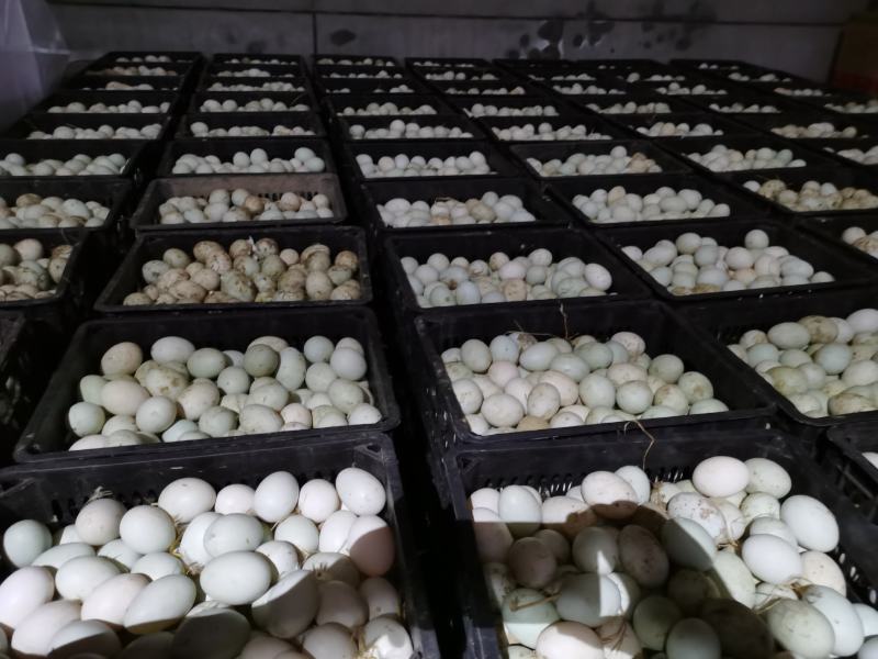 常年大量供应生鲜鸭蛋，旅销，商超特价，线下批发欢迎来电咨
