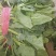 【好货】菠菜金乡大叶菠菜供应市场电商商超欢迎咨询