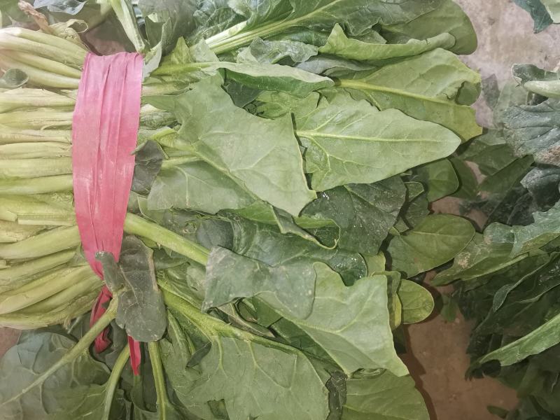 【好货】菠菜金乡大叶菠菜供应市场电商商超欢迎咨询