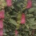 【好货】菠菜金乡大叶菠菜供应市场电商商超欢迎咨询