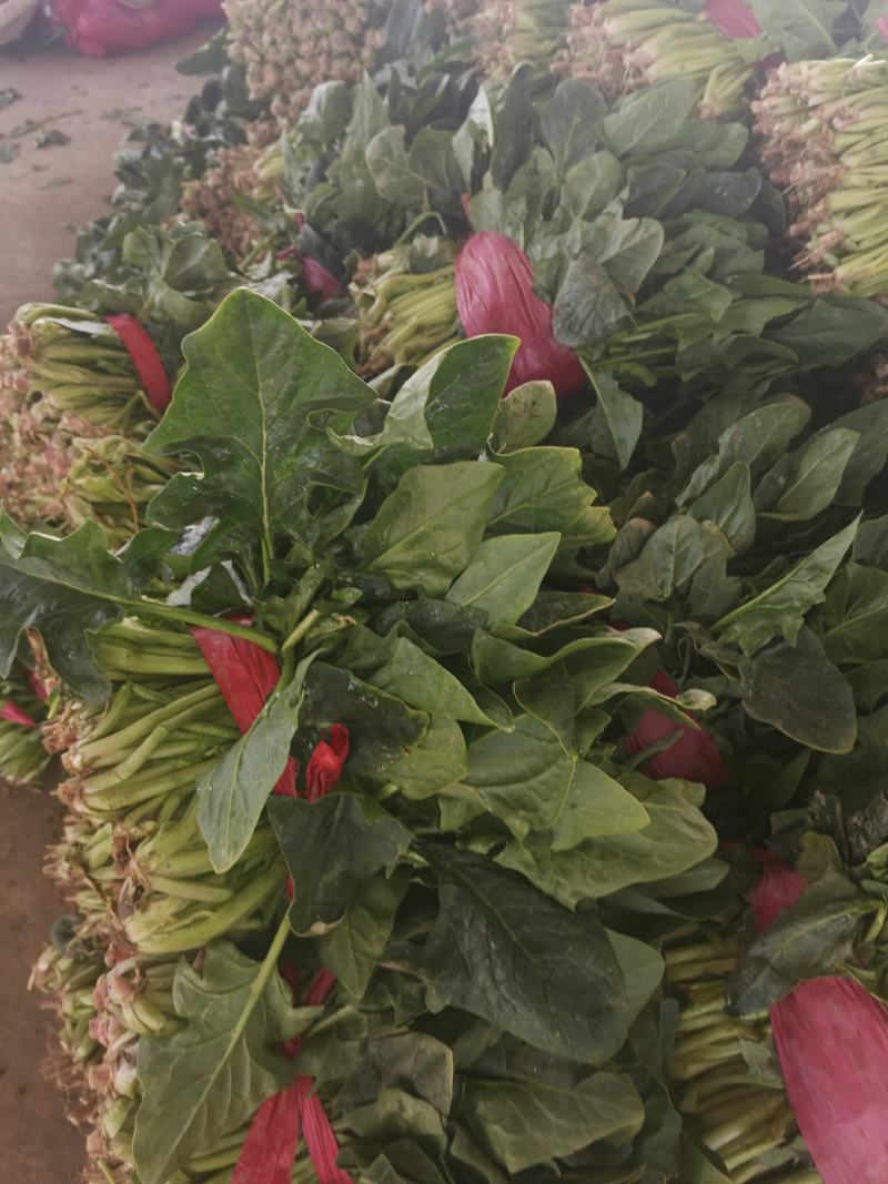 【好货】菠菜金乡大叶菠菜供应市场电商商超欢迎咨询