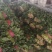 【好货】菠菜金乡大叶菠菜供应市场电商商超欢迎咨询