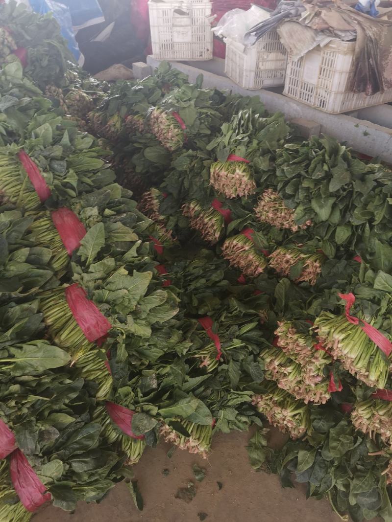 【好货】菠菜金乡大叶菠菜供应市场电商商超欢迎咨询