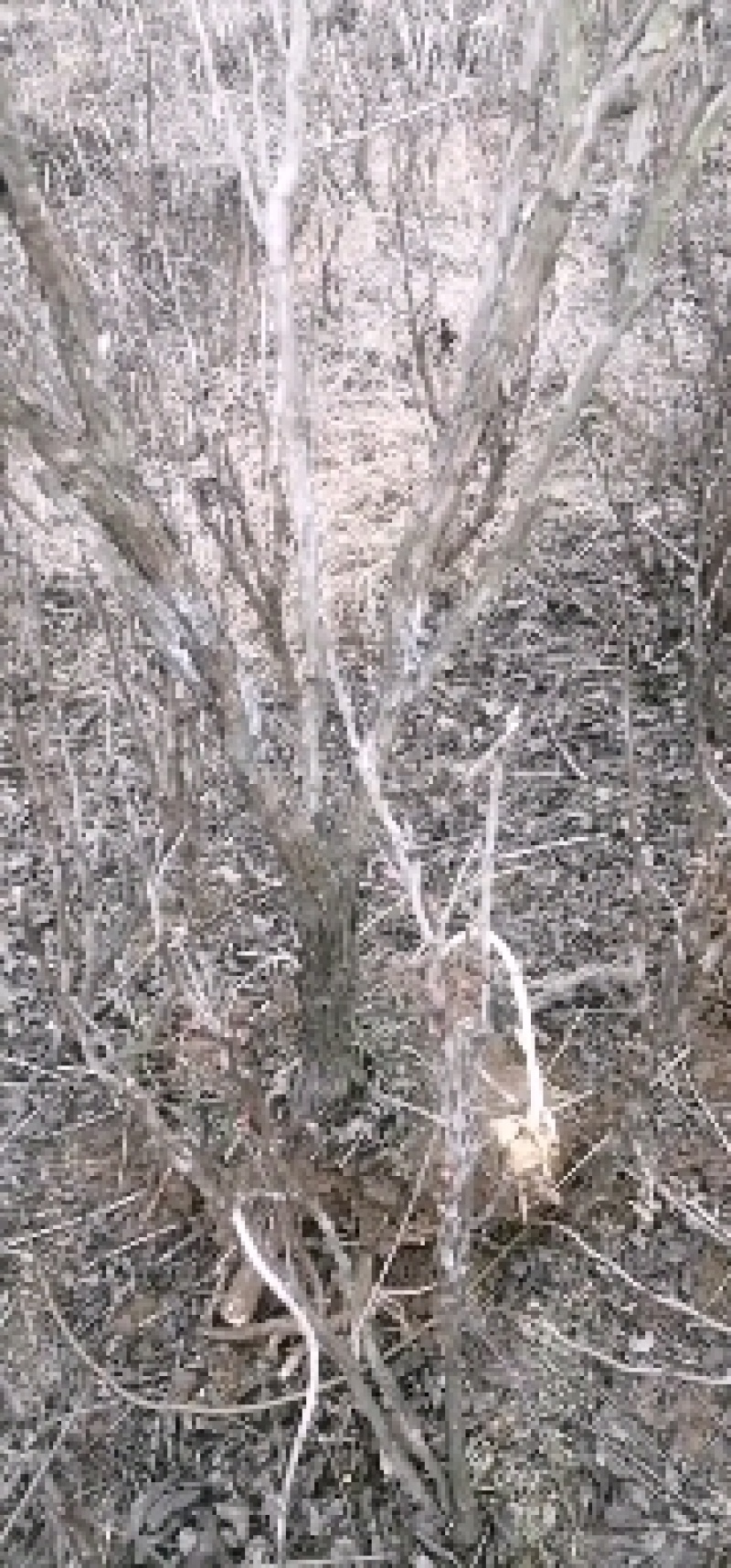 百年牡丹王，牡丹树，牡丹苗，造型牡丹，一直五年牡丹苗。