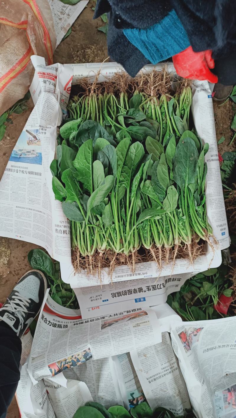精品菠菜，大叶菠菜，菠菜货源充足，四季有货！
