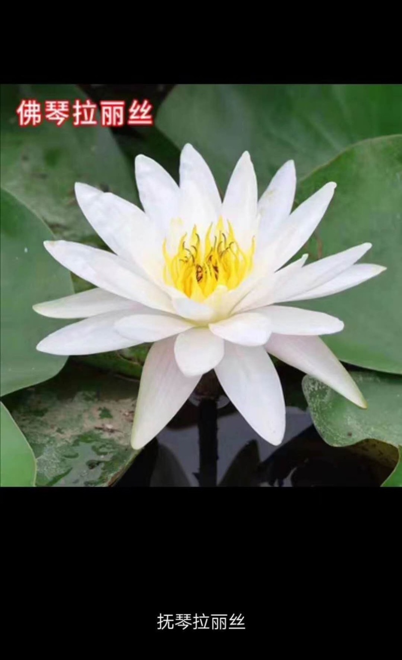 大睡莲根块水培植物开花睡莲观赏开花睡莲盆栽睡莲