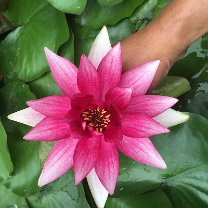 大睡莲根块水培植物开花睡莲观赏开花睡莲盆栽睡莲