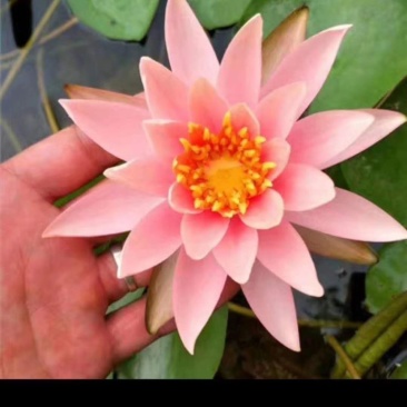 大睡莲根块水培植物开花睡莲观赏开花睡莲盆栽睡莲