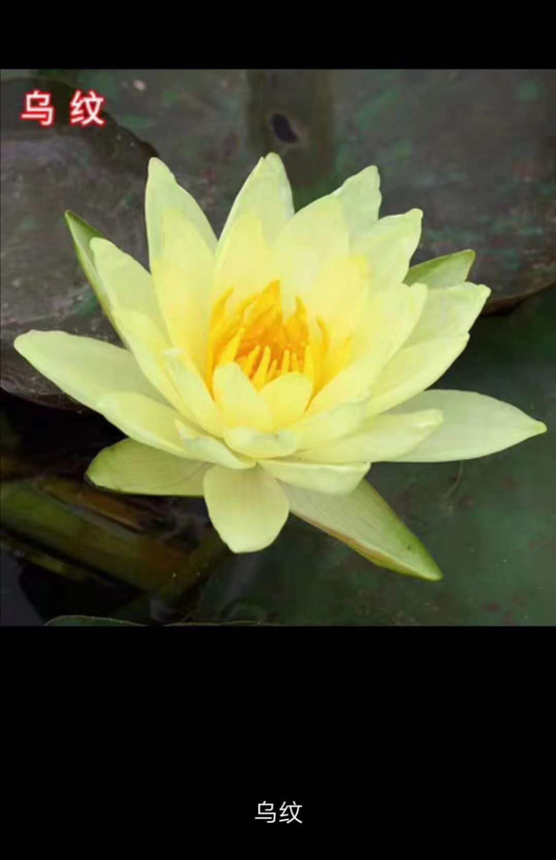 大睡莲根块水培植物开花睡莲观赏开花睡莲盆栽睡莲