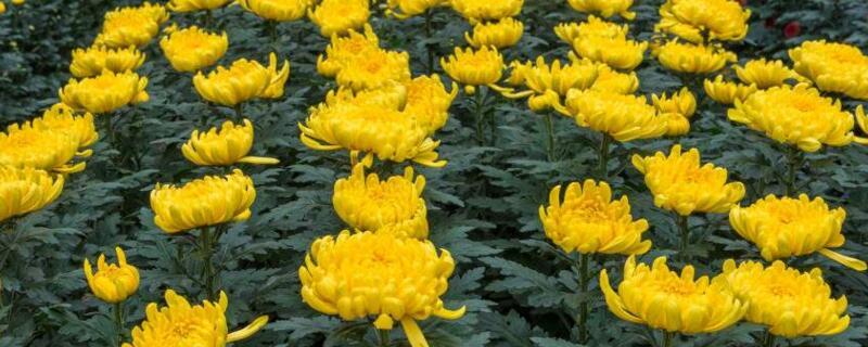 基地菊花苗，杭白菊，金丝黄菊，北京菊，贡菊，亳菊供应