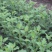 基地菊花苗，杭白菊，金丝黄菊，北京菊，贡菊，亳菊供应
