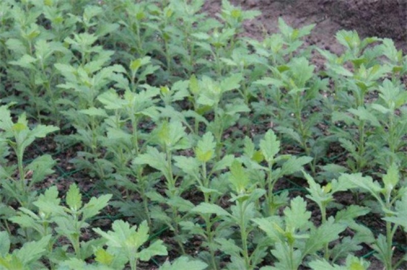 基地菊花苗，杭白菊，金丝黄菊，北京菊，贡菊，亳菊供应