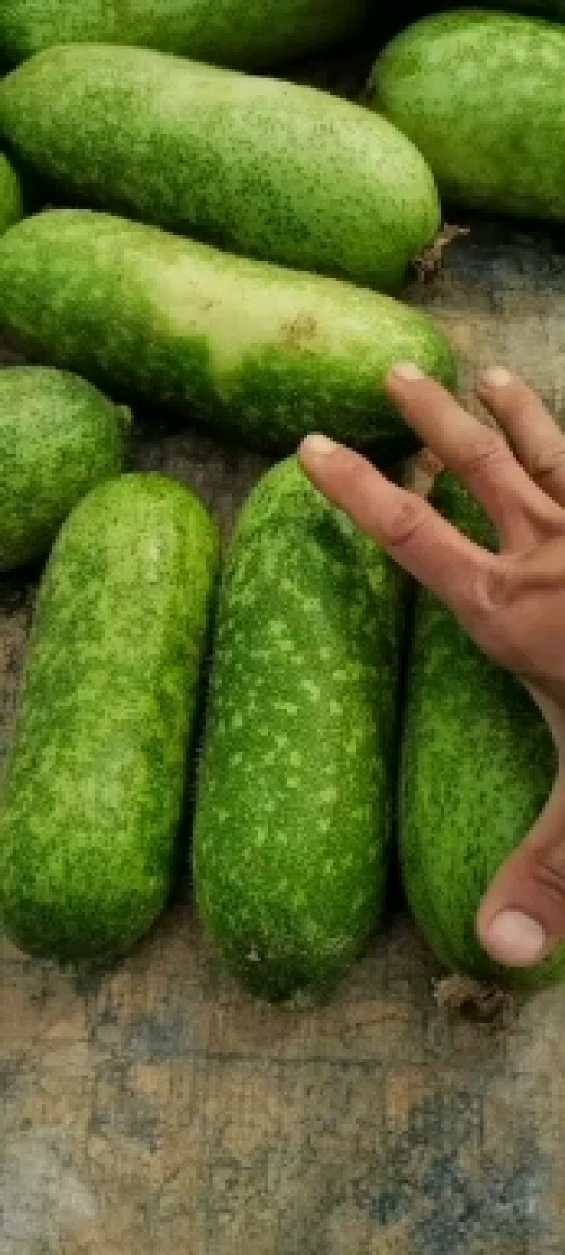 基地毛节瓜上市了，，质量非常好货源充足！