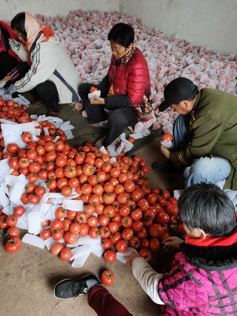 普罗旺斯沙瓤西红柿整车代发电商微商团购代发