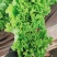 精品生菜，花叶生菜！意大利生菜，球生菜！