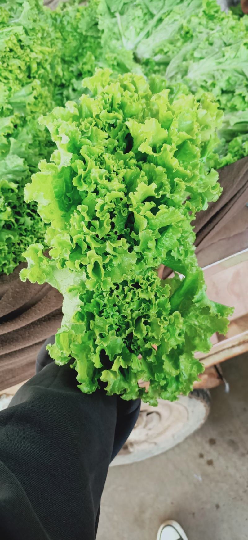 精品生菜，花叶生菜！意大利生菜，球生菜！