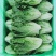 精品生菜，花叶生菜！意大利生菜，球生菜！