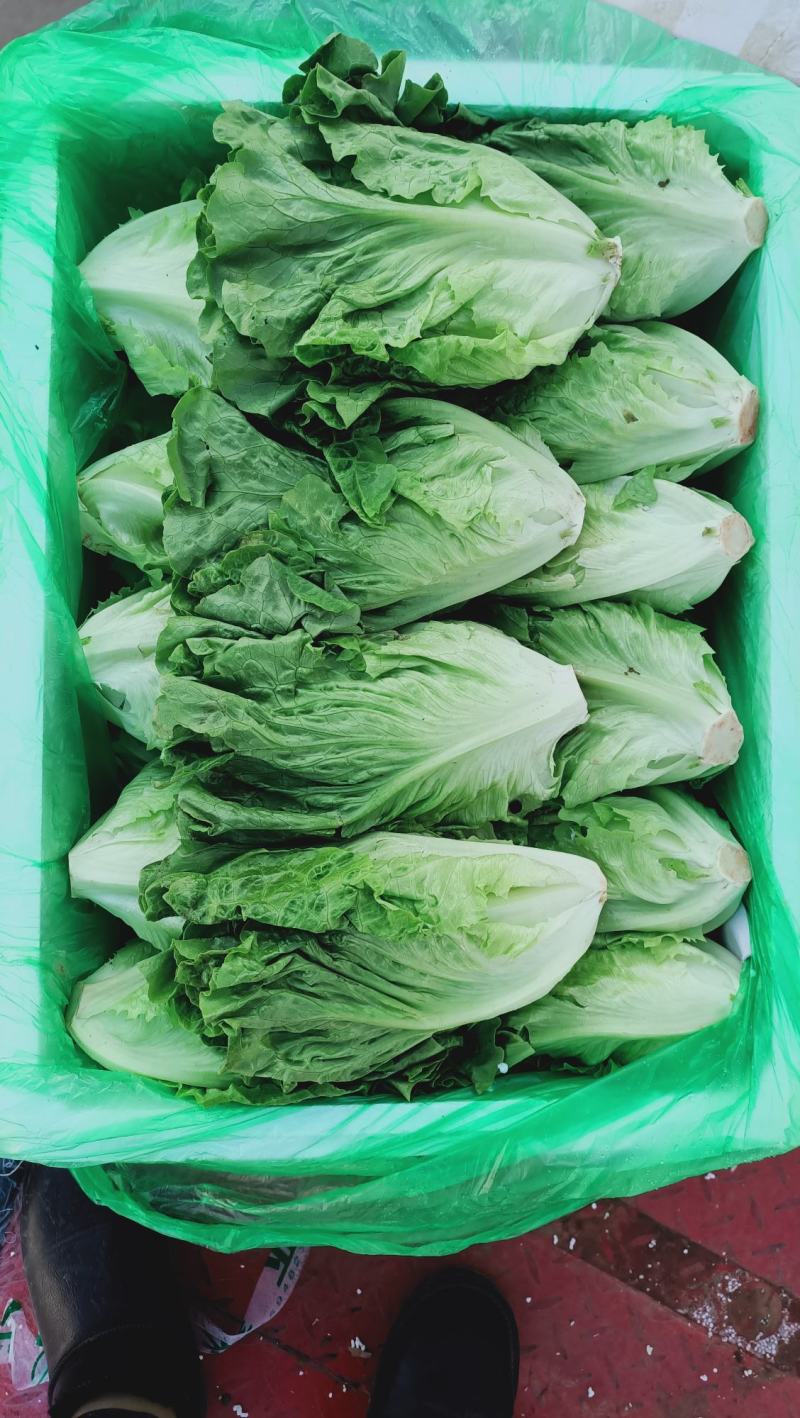 精品生菜，花叶生菜！意大利生菜，球生菜！