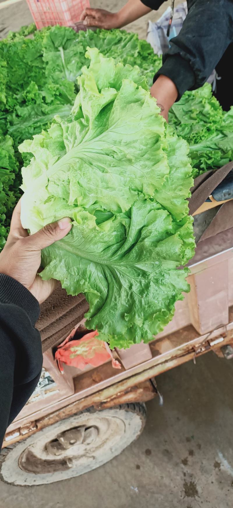 精品生菜，花叶生菜！意大利生菜，球生菜！
