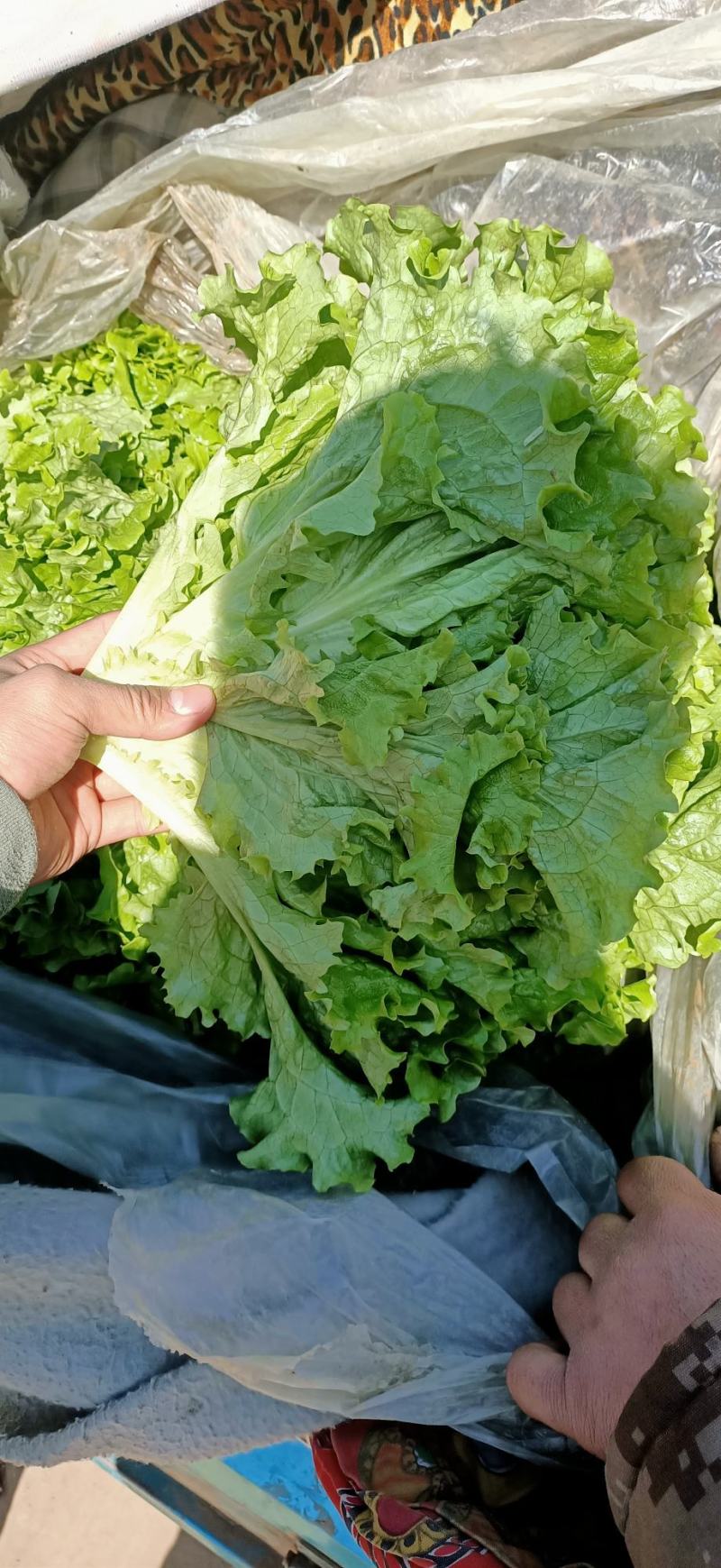 精品生菜，花叶生菜！意大利生菜，球生菜！