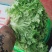 精品生菜，花叶生菜！意大利生菜，球生菜！
