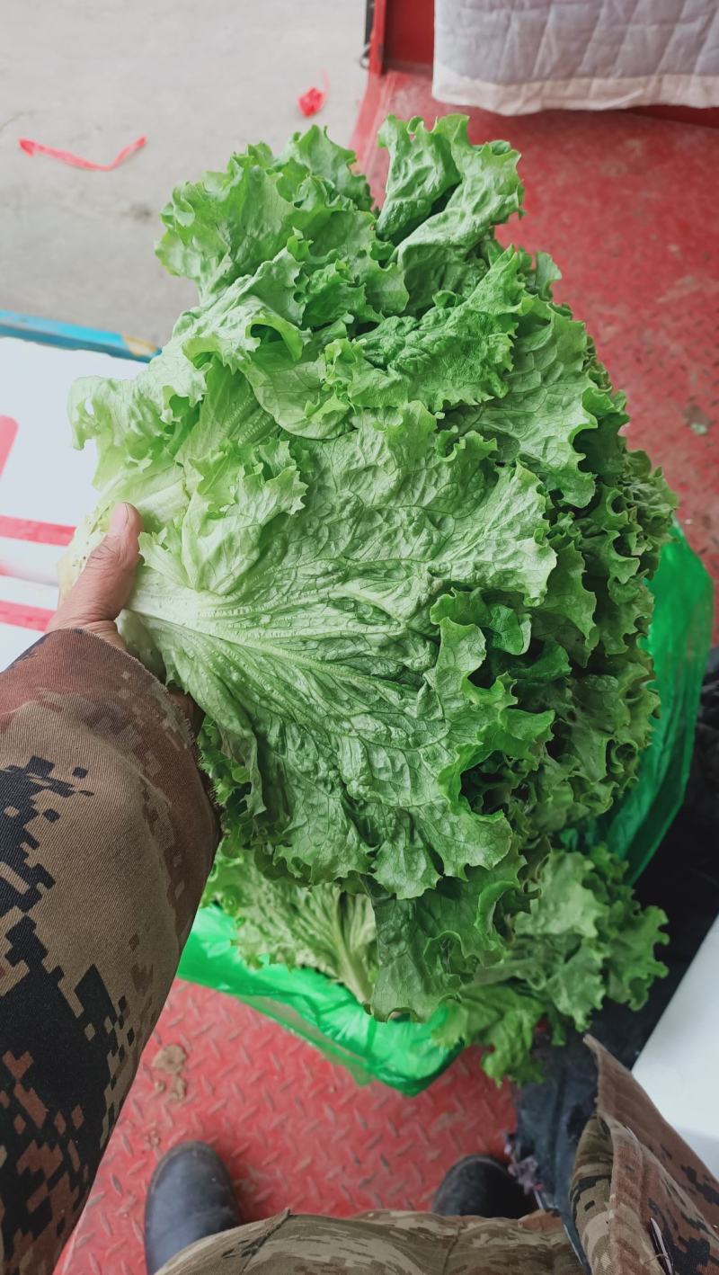 精品生菜，花叶生菜！意大利生菜，球生菜！