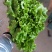 精品生菜，花叶生菜！意大利生菜，球生菜！