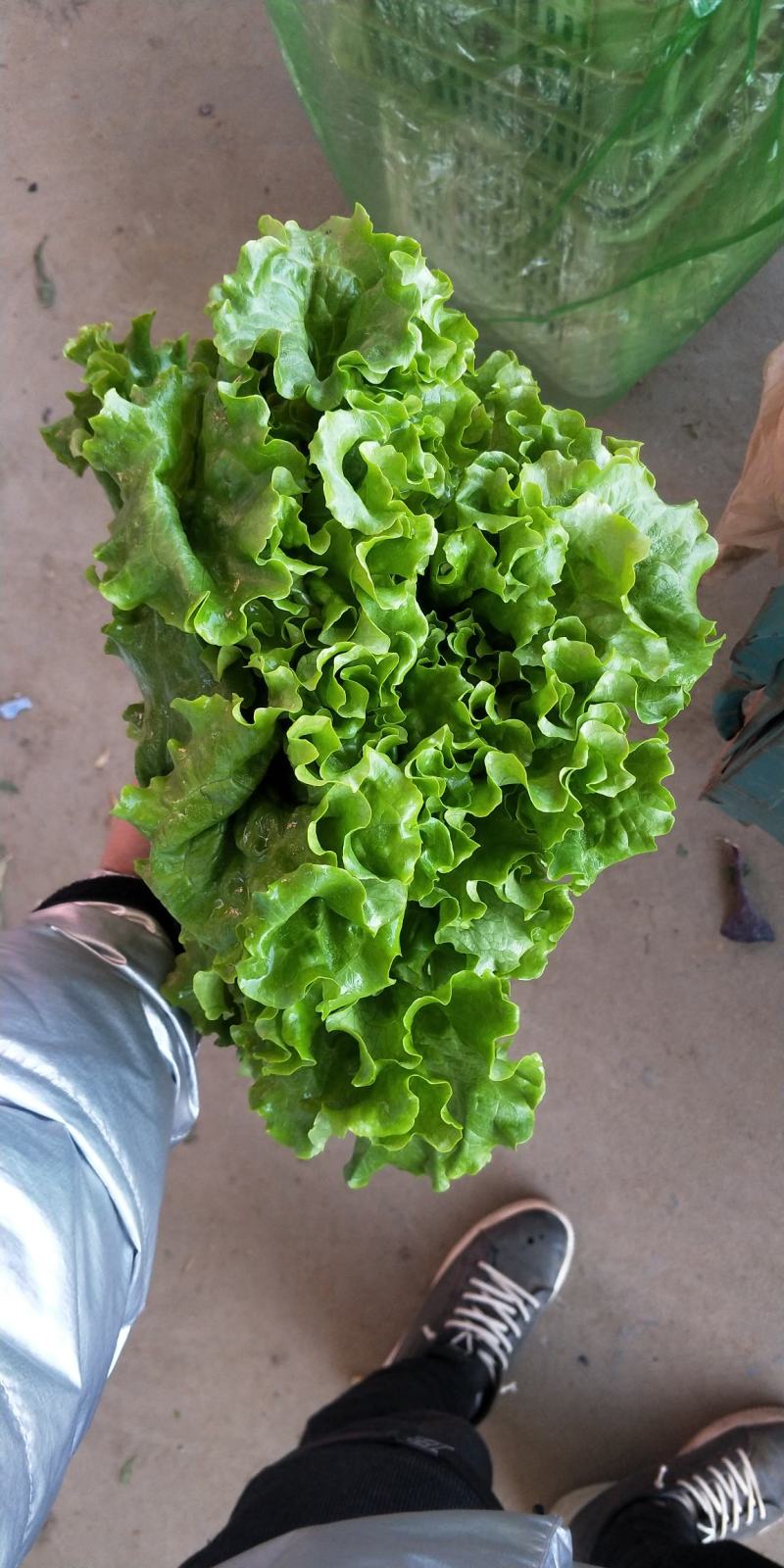 精品生菜，花叶生菜！意大利生菜，球生菜！