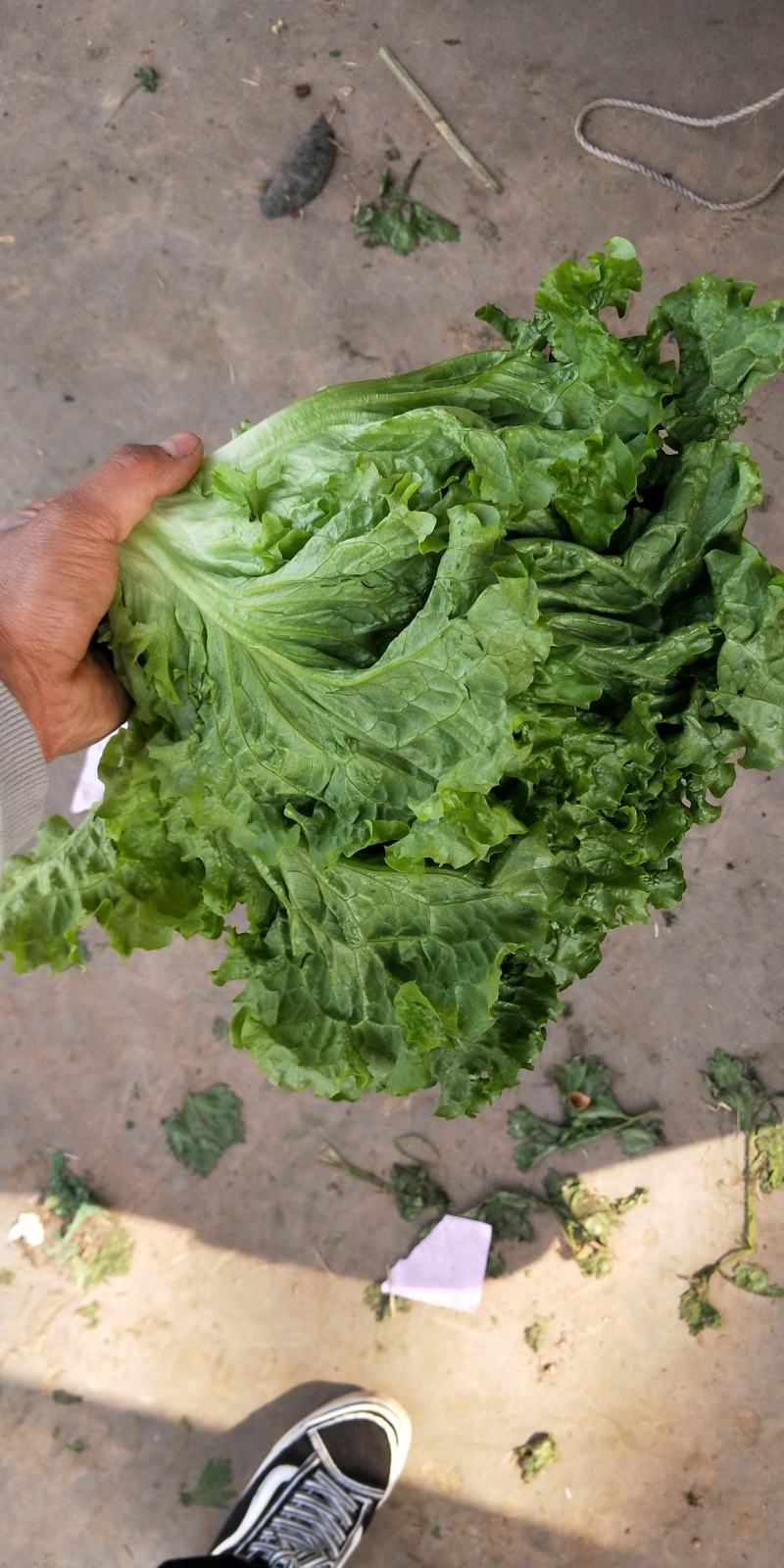 精品生菜，花叶生菜！意大利生菜，球生菜！