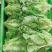 精品生菜，花叶生菜！意大利生菜，球生菜！