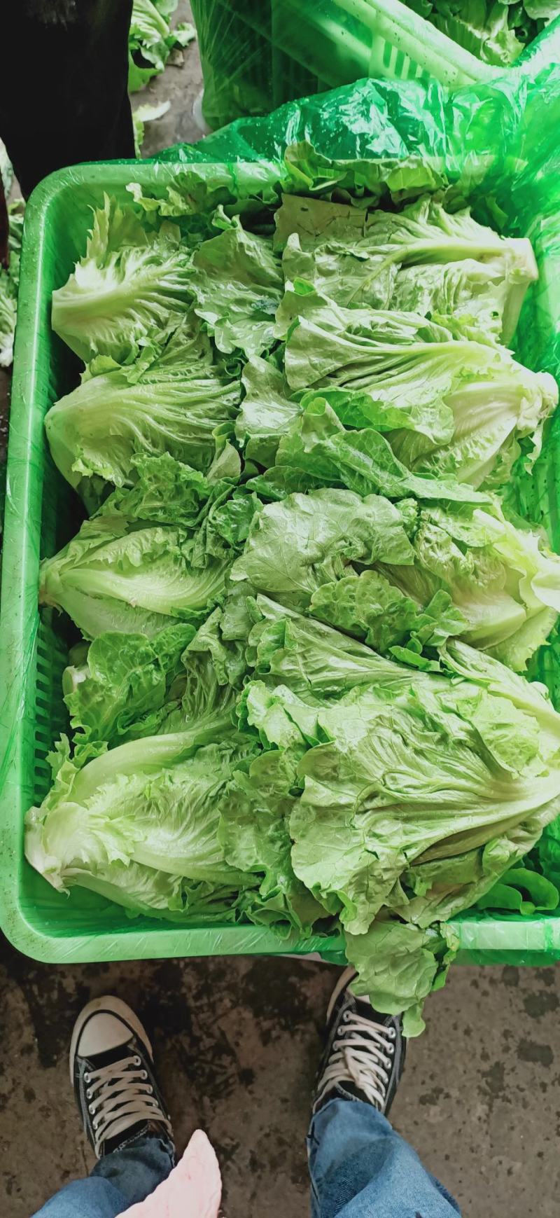 精品生菜，花叶生菜！意大利生菜，球生菜！