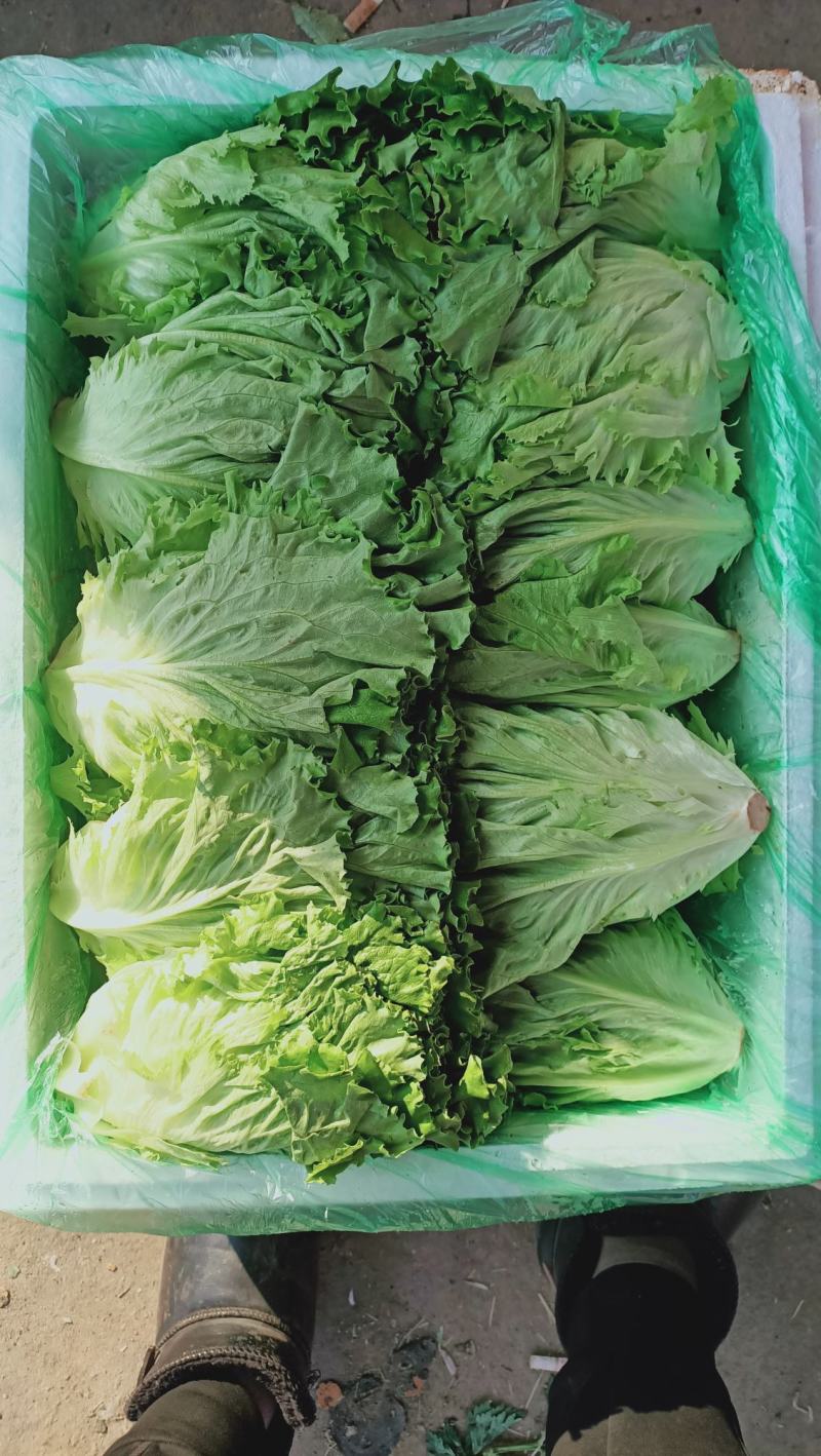 精品生菜，花叶生菜！意大利生菜，球生菜！