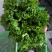 精品生菜，花叶生菜！意大利生菜，球生菜！