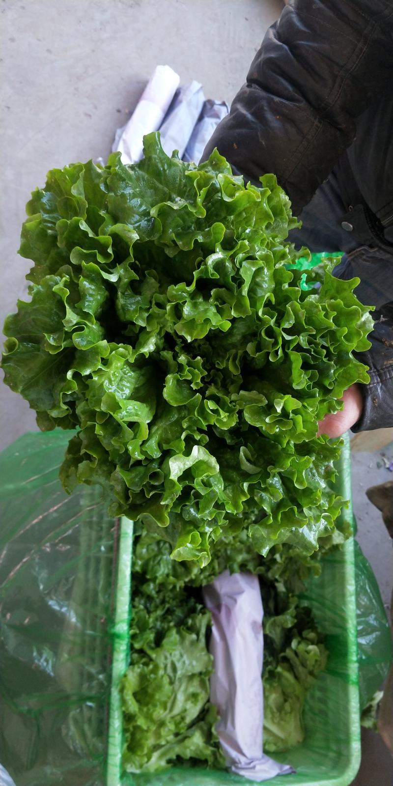 精品生菜，花叶生菜！意大利生菜，球生菜！