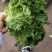 精品生菜，花叶生菜！意大利生菜，球生菜！