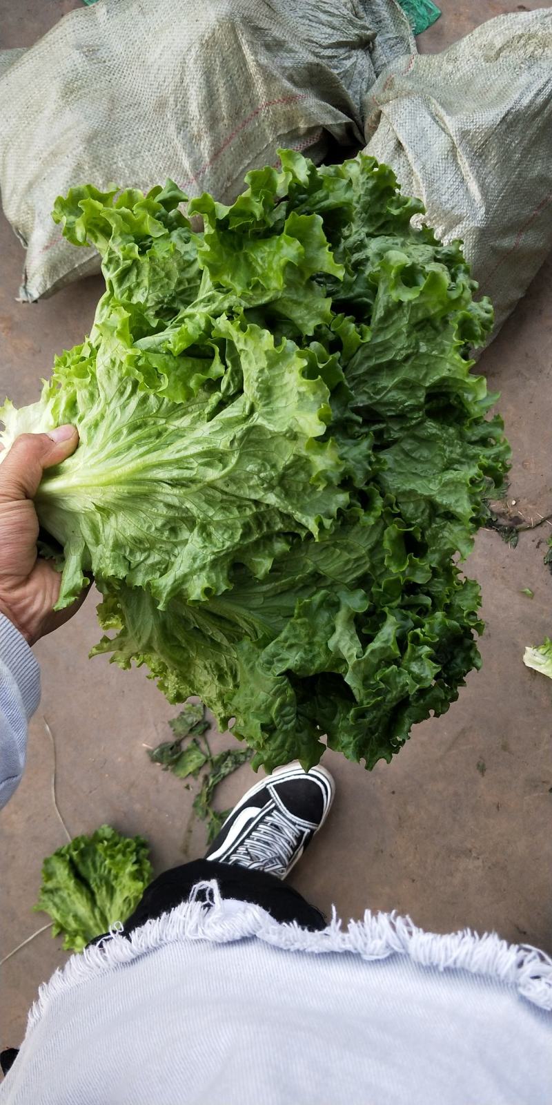 精品生菜，花叶生菜！意大利生菜，球生菜！