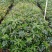 供应40cm-80cm木荷袋苗