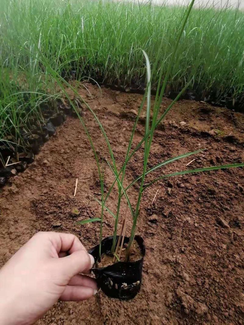 细叶芒，细叶芒大杯，上盆细叶芒，地载细叶芒
