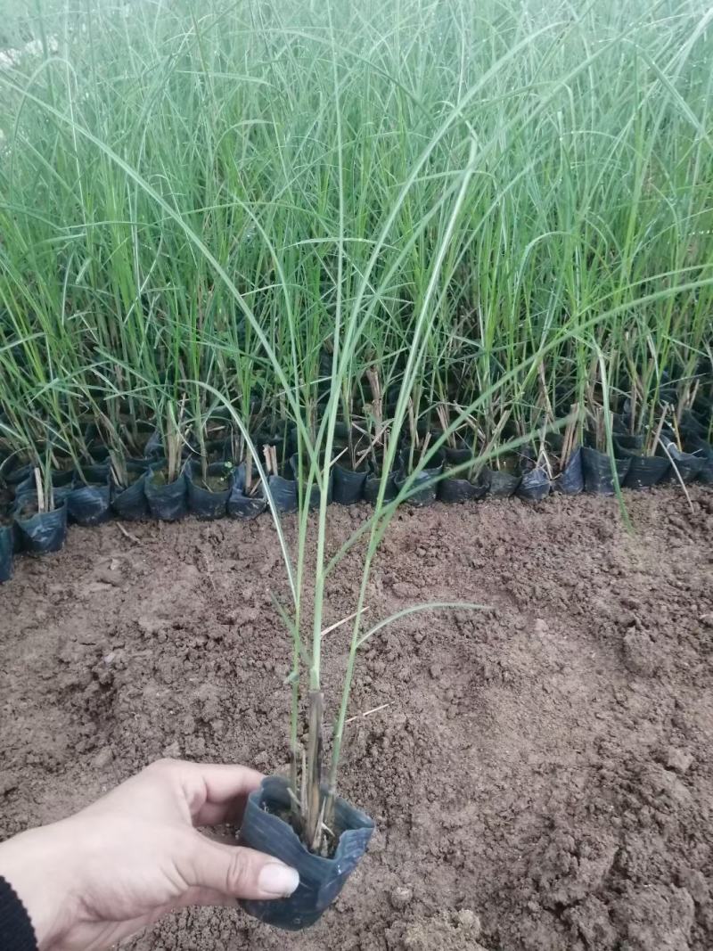 细叶芒，细叶芒大杯，上盆细叶芒，地载细叶芒