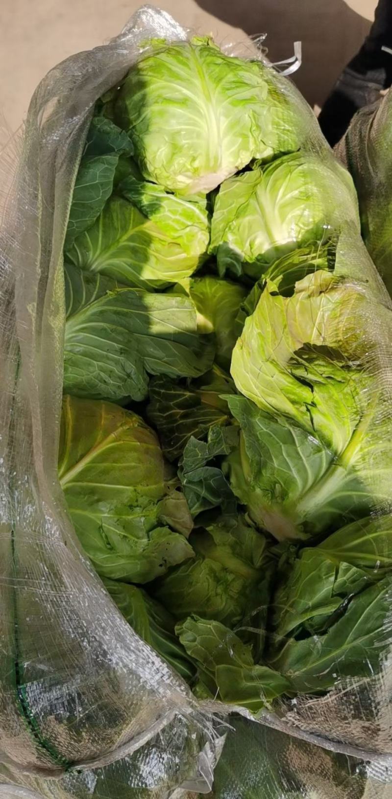 邯郸甘蓝，甘兰绿甘蓝！平台。市场。食堂大量供应。