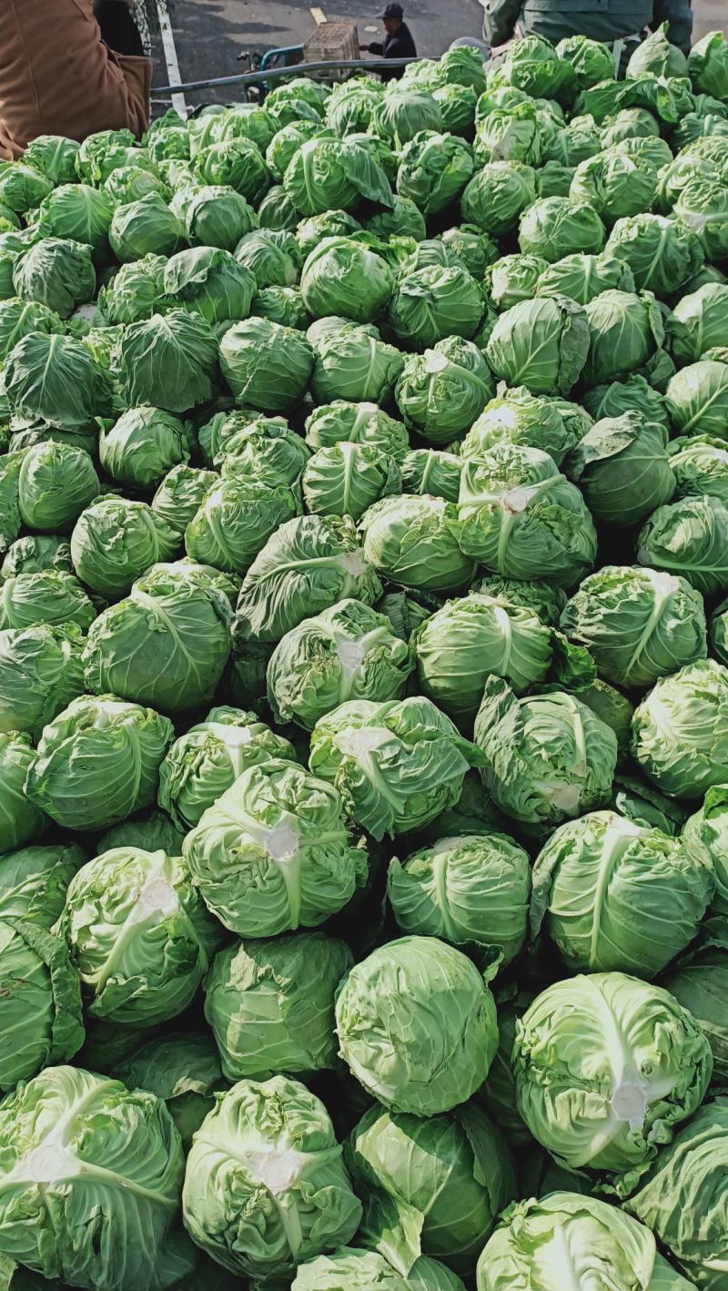 邯郸甘蓝，甘兰绿甘蓝！平台。市场。食堂大量供应。