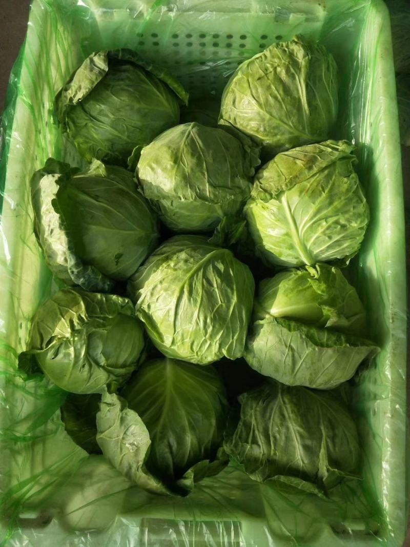 邯郸甘蓝，甘兰绿甘蓝！平台。市场。食堂大量供应。